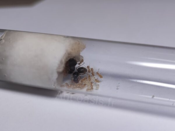 lasius flavus