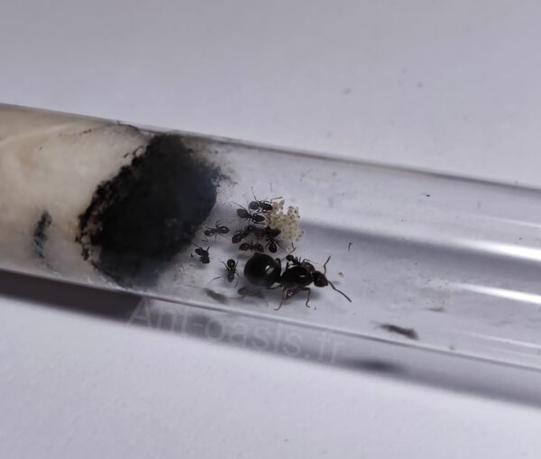 lasius niger