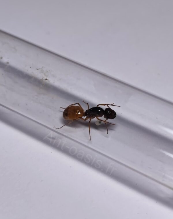 Camponotus fedtschenkoi