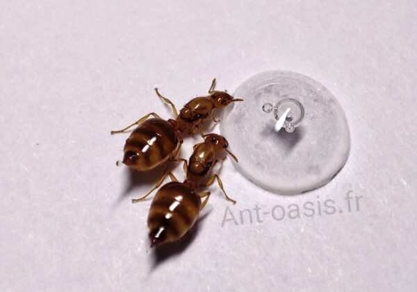 crematogaster biroi – Image 2