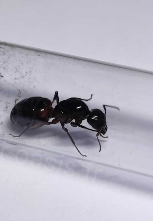 camponotus ligniperda