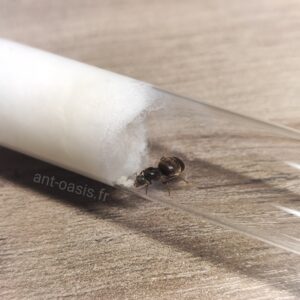 Reine Fourmis Gratuite