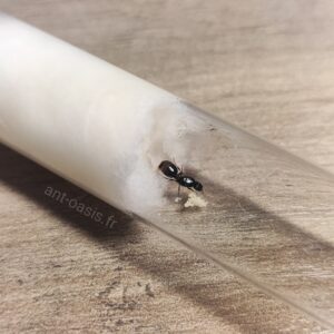 Tetramorium caespitum