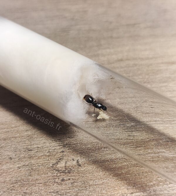Tetramorium caespitum