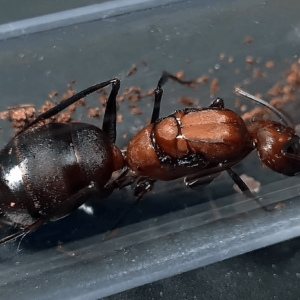 camponotus angusticollis