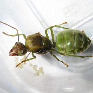 Oecophylla smaragdina