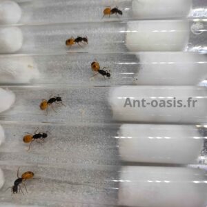Camponotus fedtschenkoi