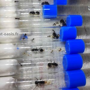 Messor Barbarus