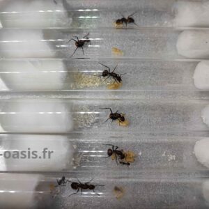 Camponotus nicobarensis